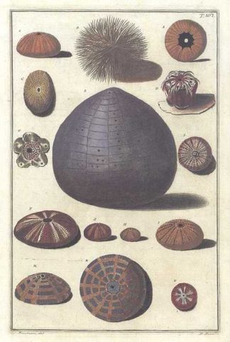 Gualtieri Sea Urchin, Sponges, Coral. T107 Conchology print