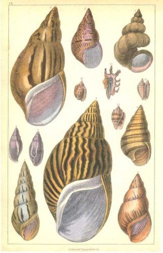 Pretty collection of Shells, Plate LX by Goldsmith. Reproduction print